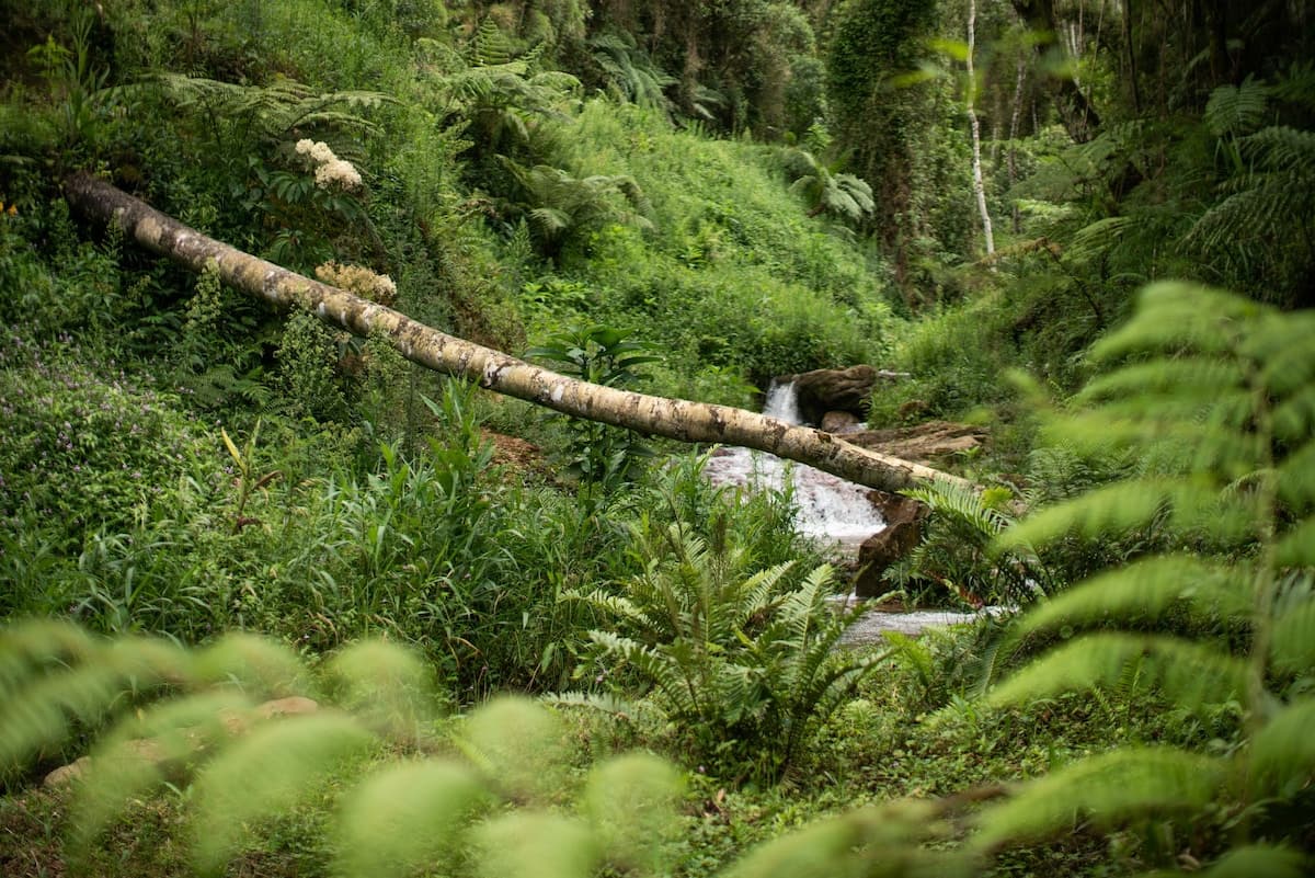 Bacon ipsum dolor amet pork chop strip steak buffalo ham tongue burgdoggen boudin beef ribs short loin.